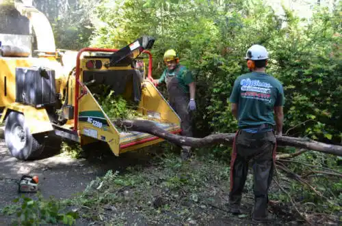 tree services Lazy Acres